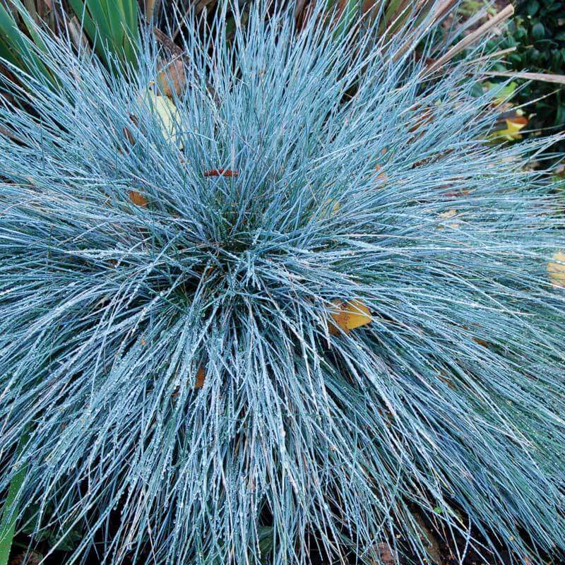 BLUE FESCUE 1 GAL