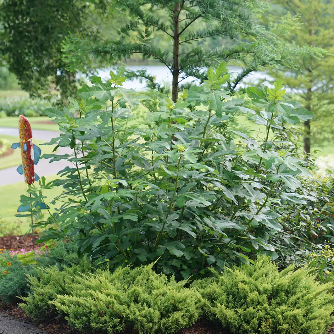 CHICAGO HARDY FIG 5gal