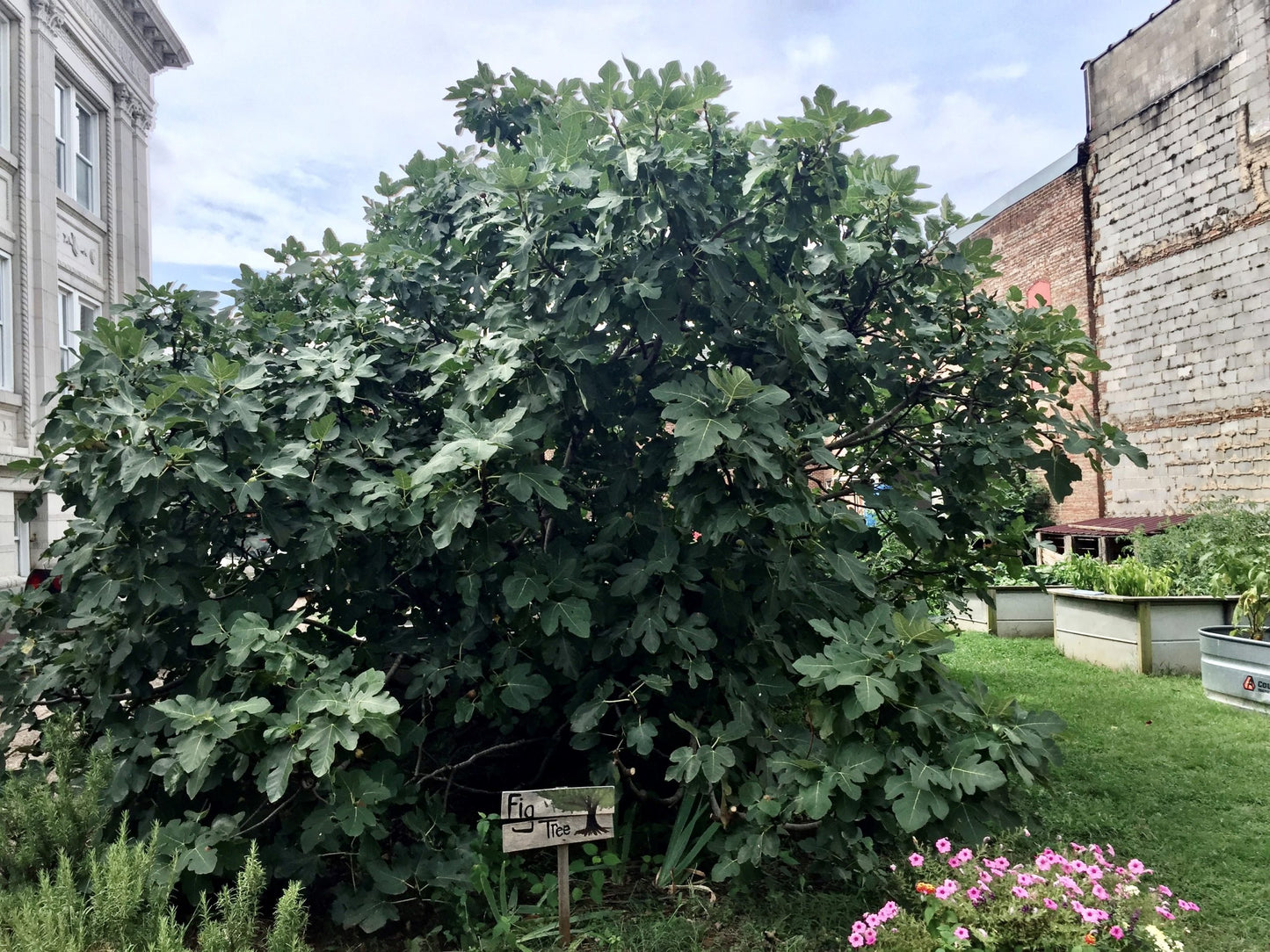 CHICAGO HARDY FIG 5gal