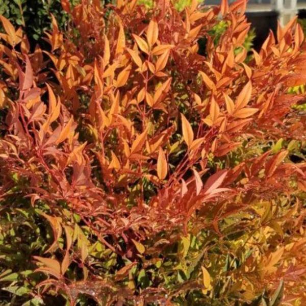 COOL GLOW PEACH NANDINA 2gal