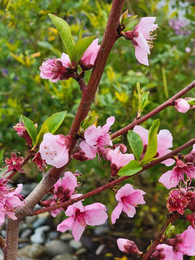 SNOW BEAUTY PEACH TREE 7gal