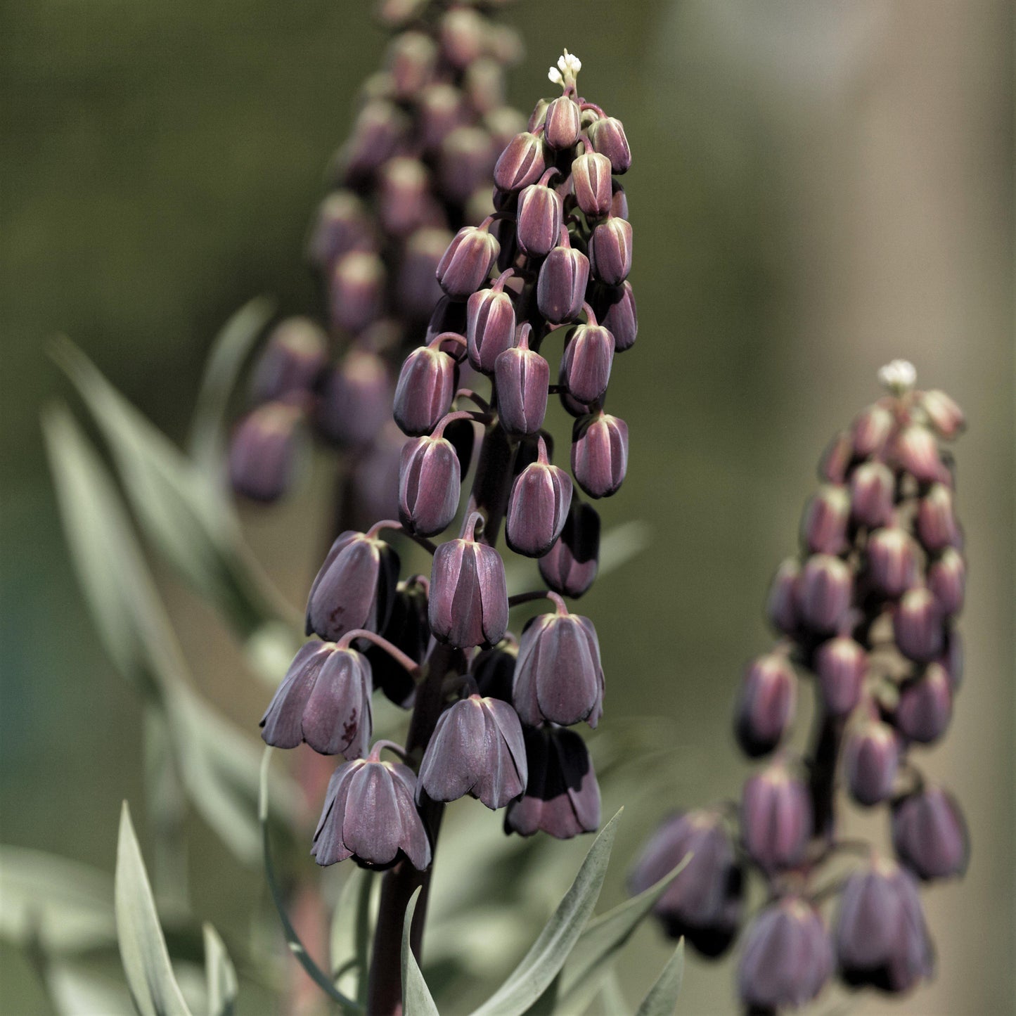 Fritillaria - Persica Plum Bells