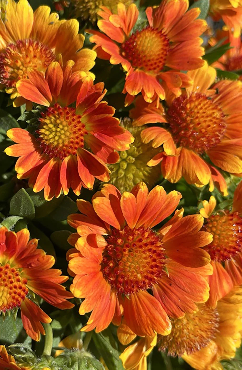 GUSTO ORANGE ZEST GAILLARDIA 1gal