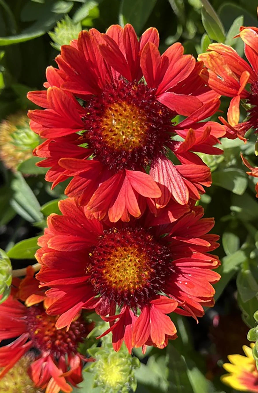 GUAPA RED GAILLARDIA 1gal