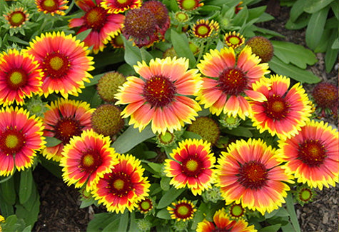 ASSORTED GAILLARDIA 1gal