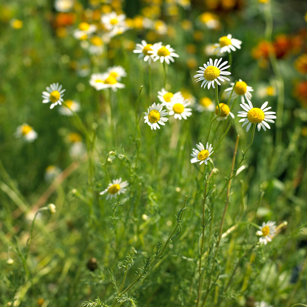 CHAMOMILE 4in