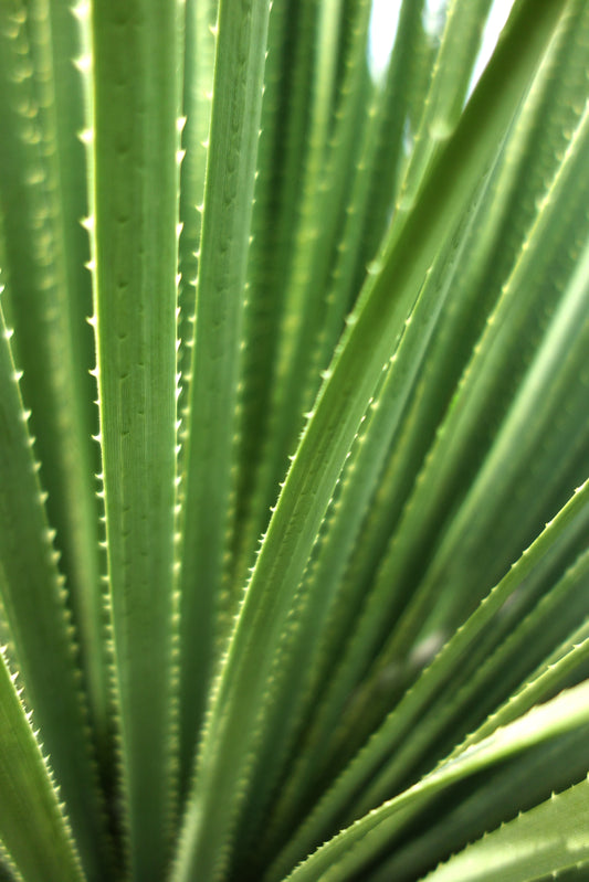 TEXAS GREEN SOTOL 24in