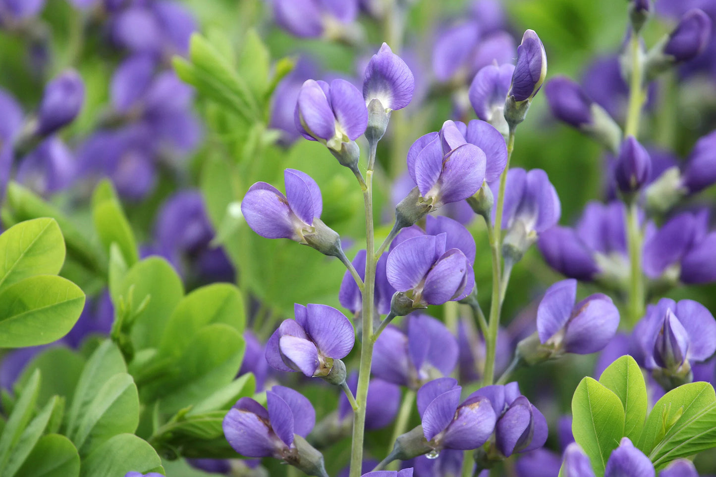 BLUE FALSE INDIGO 1gal