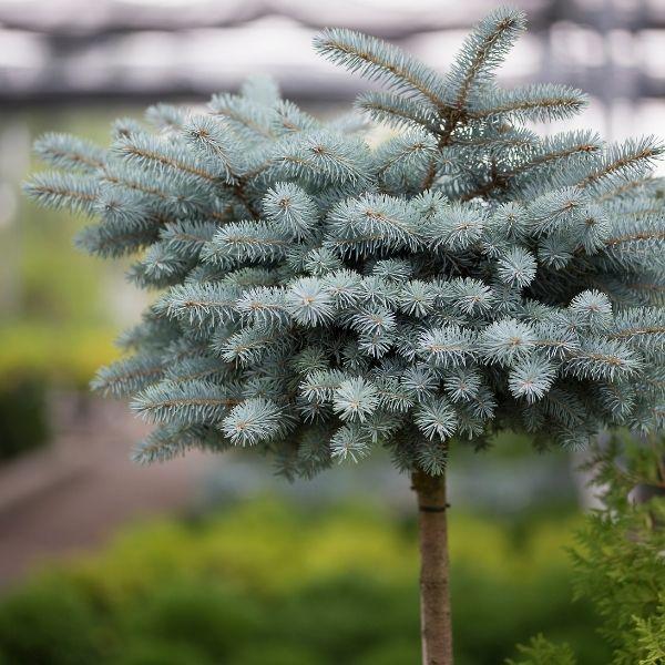 GLOBE BLUE SPRUCE TOPIARY 5gal