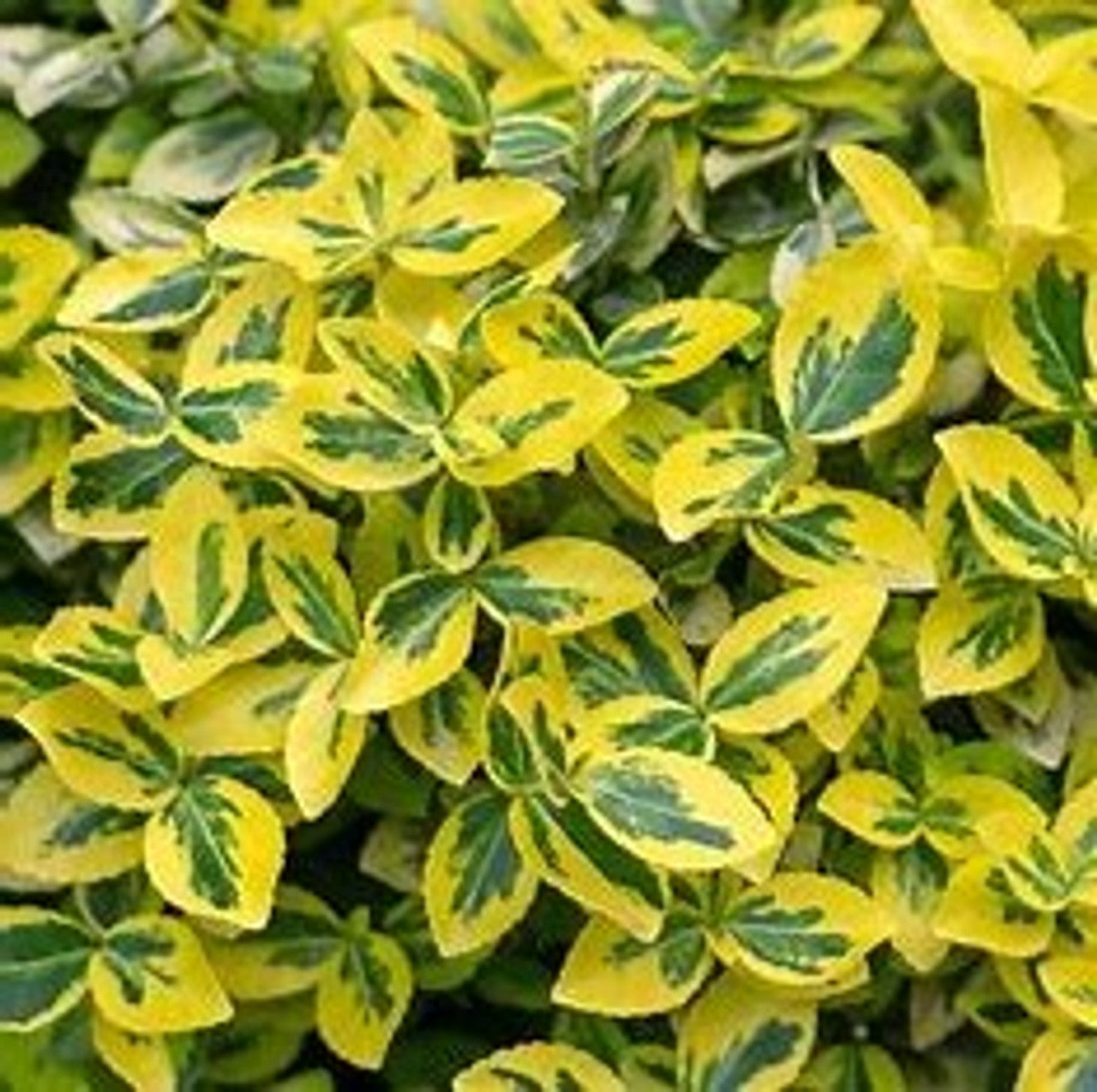 GOLDEN EUONYMUS 5gal