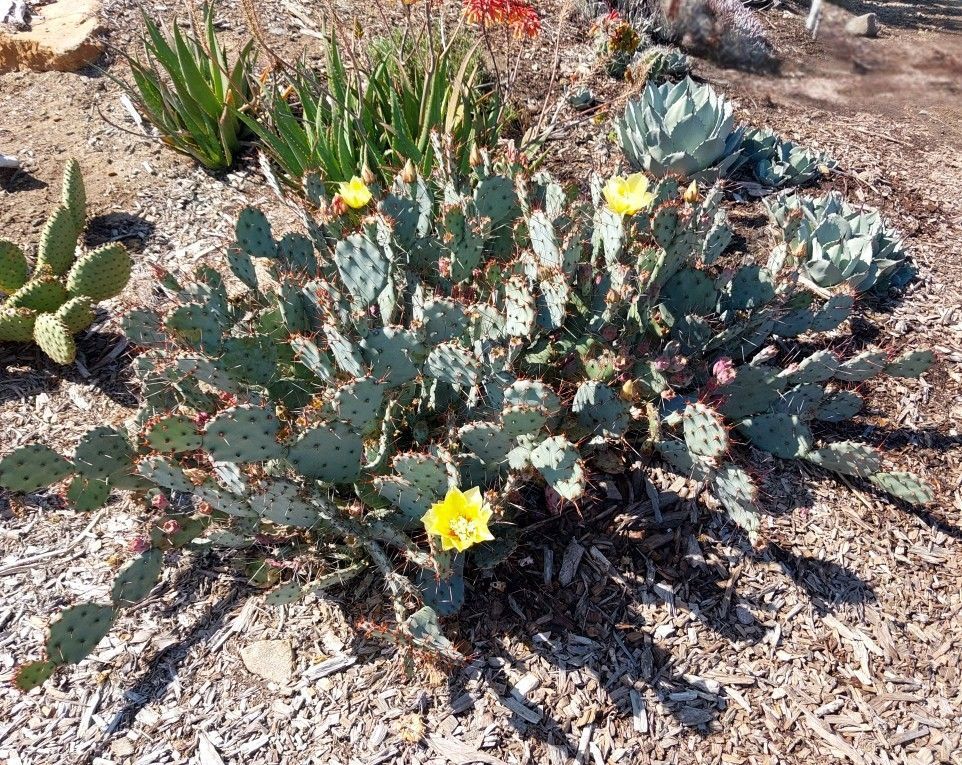 GOLDIE RITA PRICKLY PEAR 5gal