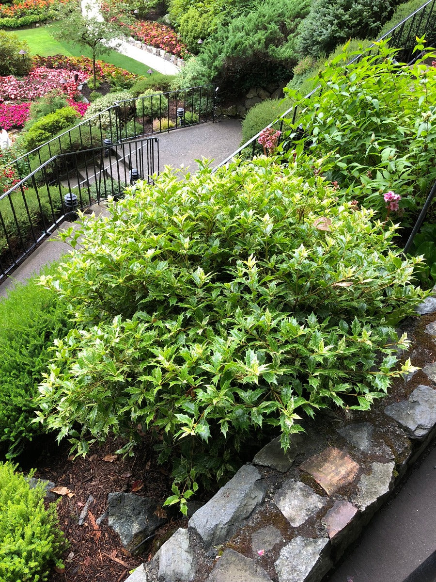 GOSHIKI HOLLY OSMANTHUS 2gal