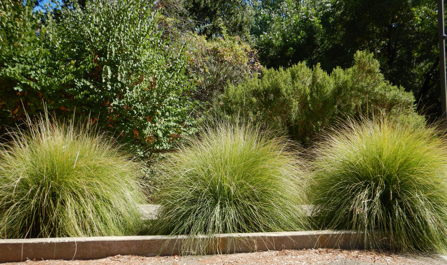 DEER GRASS 1gal