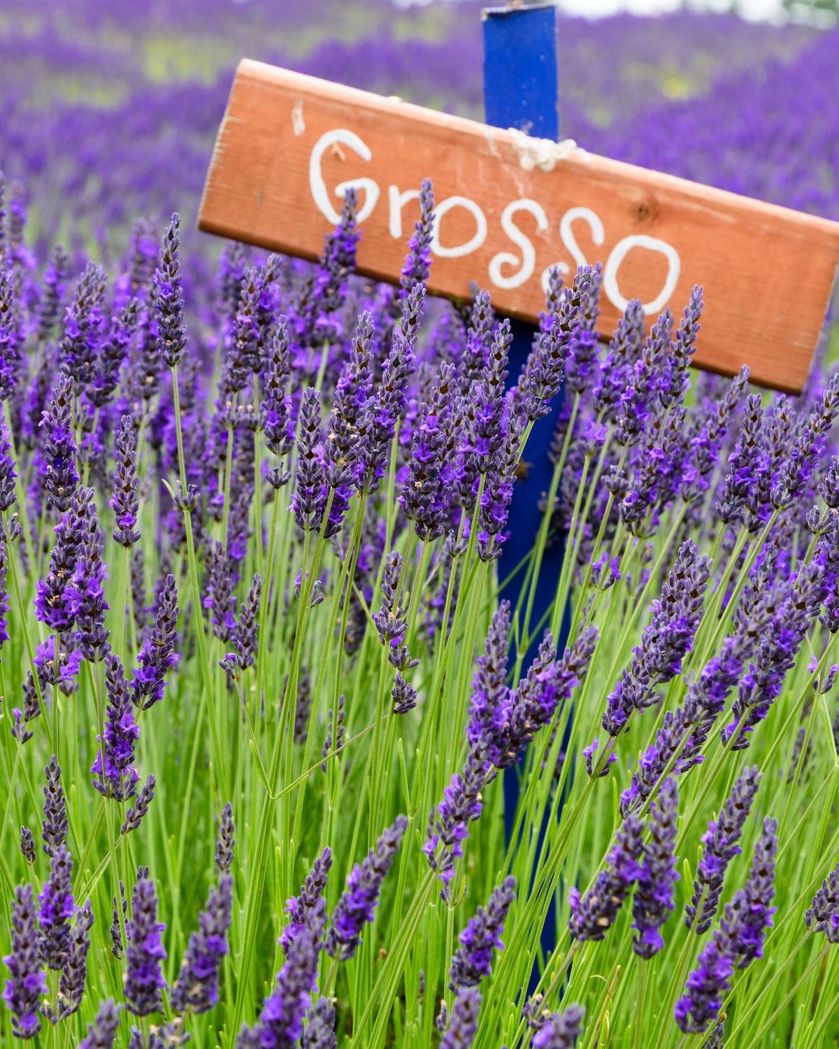 GROSSO LAVENDER 1gal