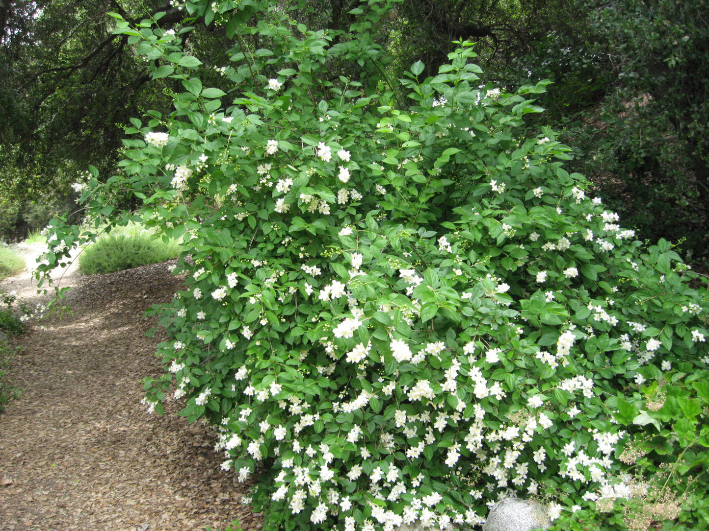 SWAN LAKE MOCK ORANGE 2gal