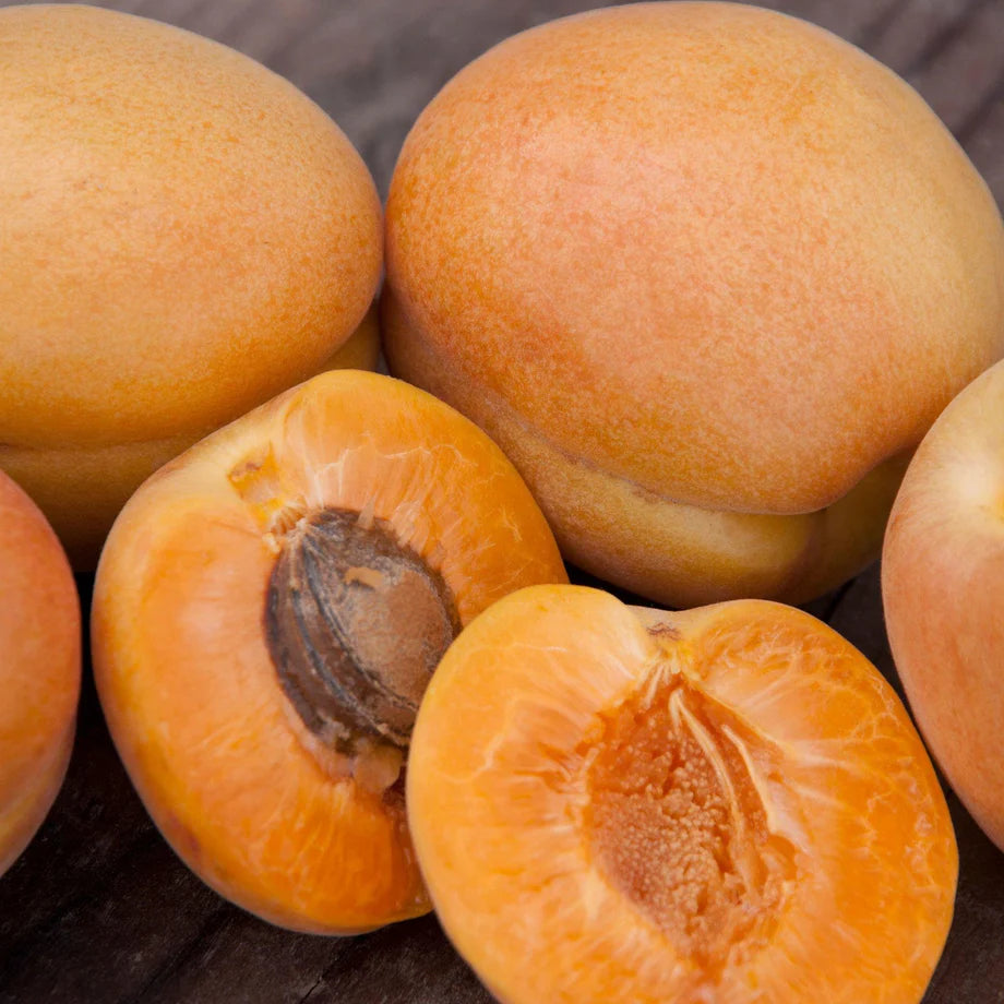 MOORPARK APRICOT TREE 7gal