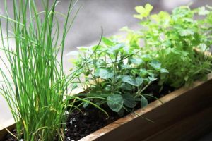 ASSORTED HERBS 6in