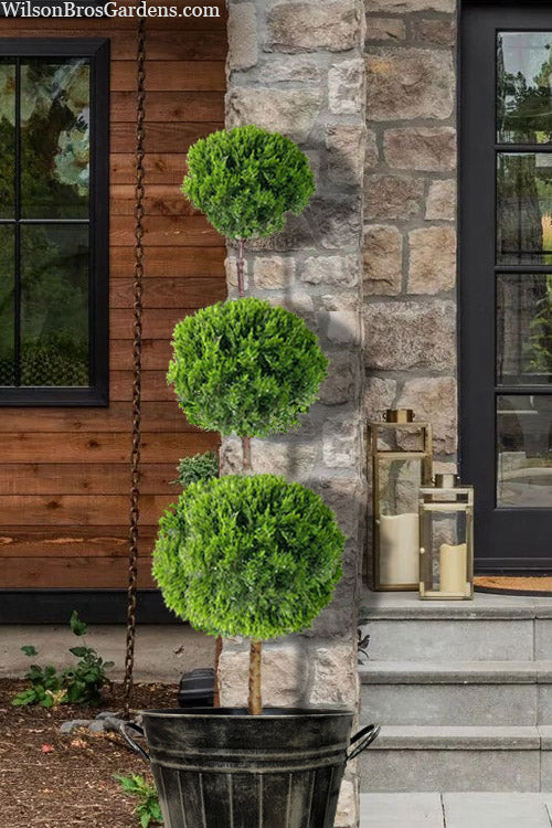 HOLLYWOOD JUNIPER TOPIARY 5gal