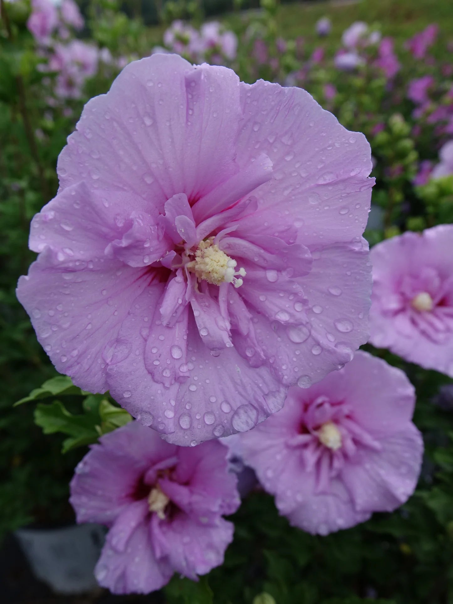 DARK LAVENDER CHIFFON HIBISCUS 2gal