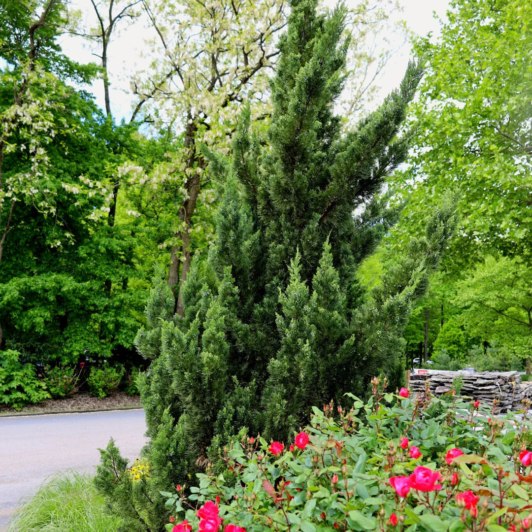 HOLLYWOOD JUNIPER TREE 5gal