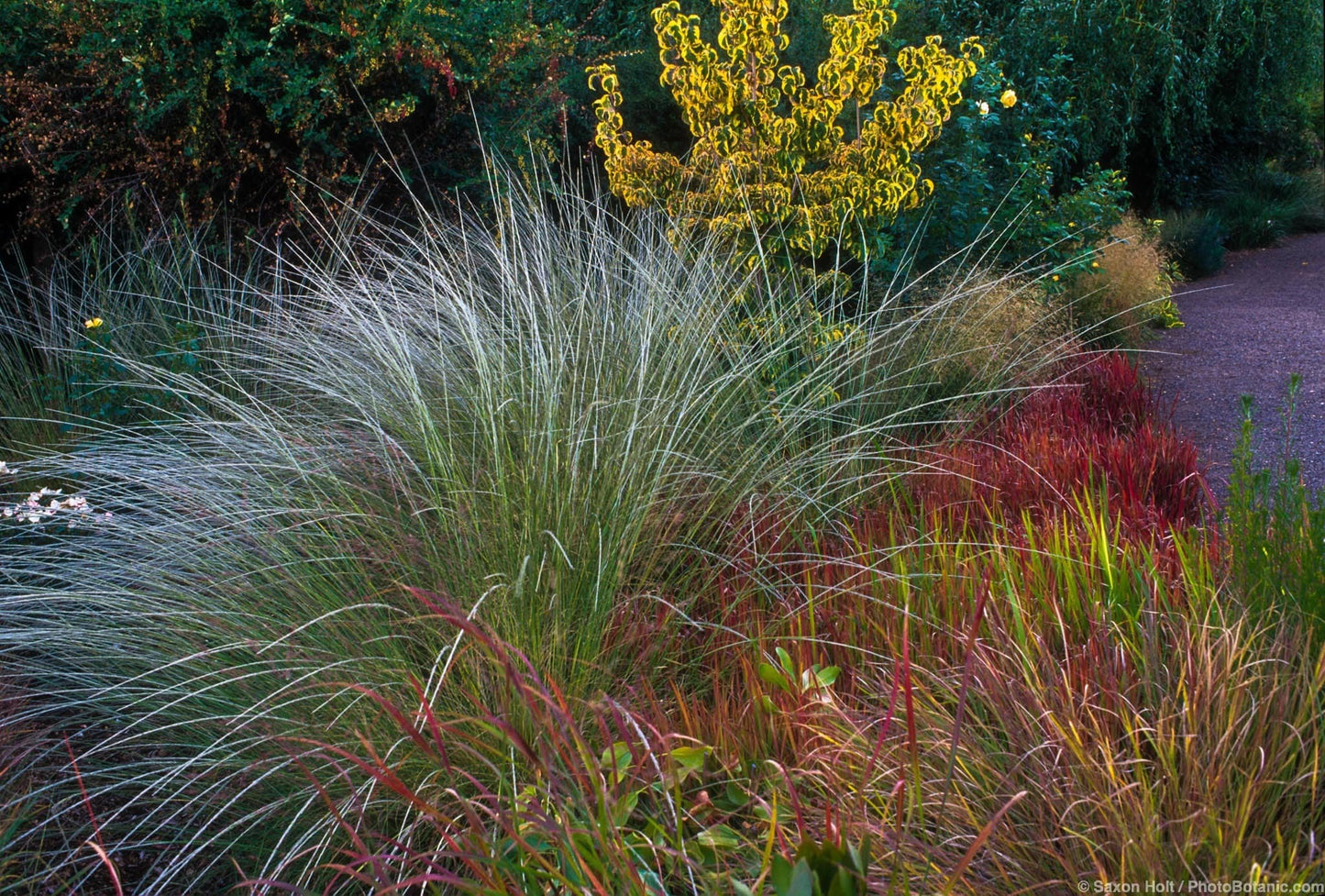 DEER GRASS 1gal