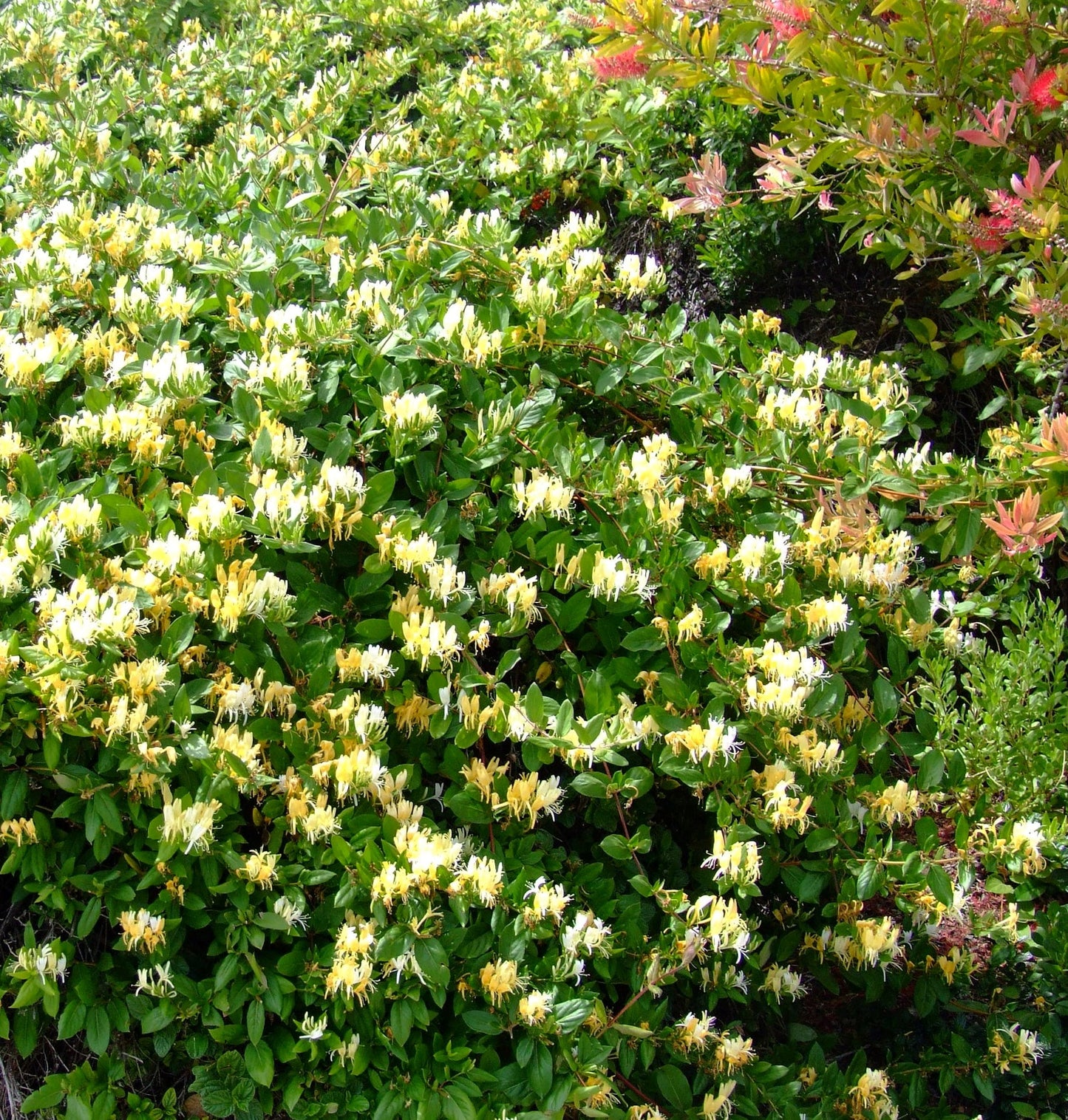 HALLS HONEYSUCKLE 2gal