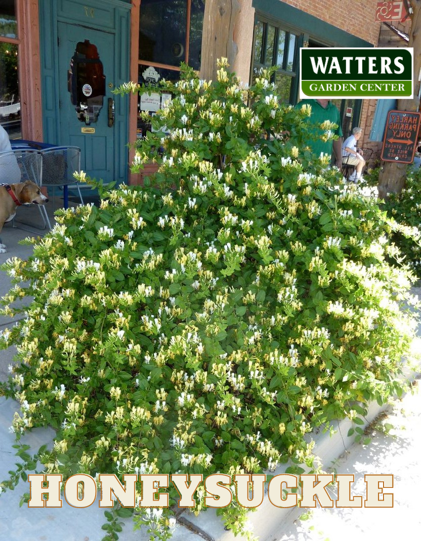 HALLS HONEYSUCKLE 2gal