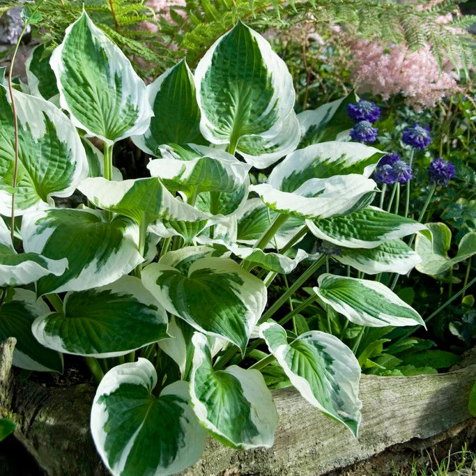 PATRIOT HOSTA 2gal
