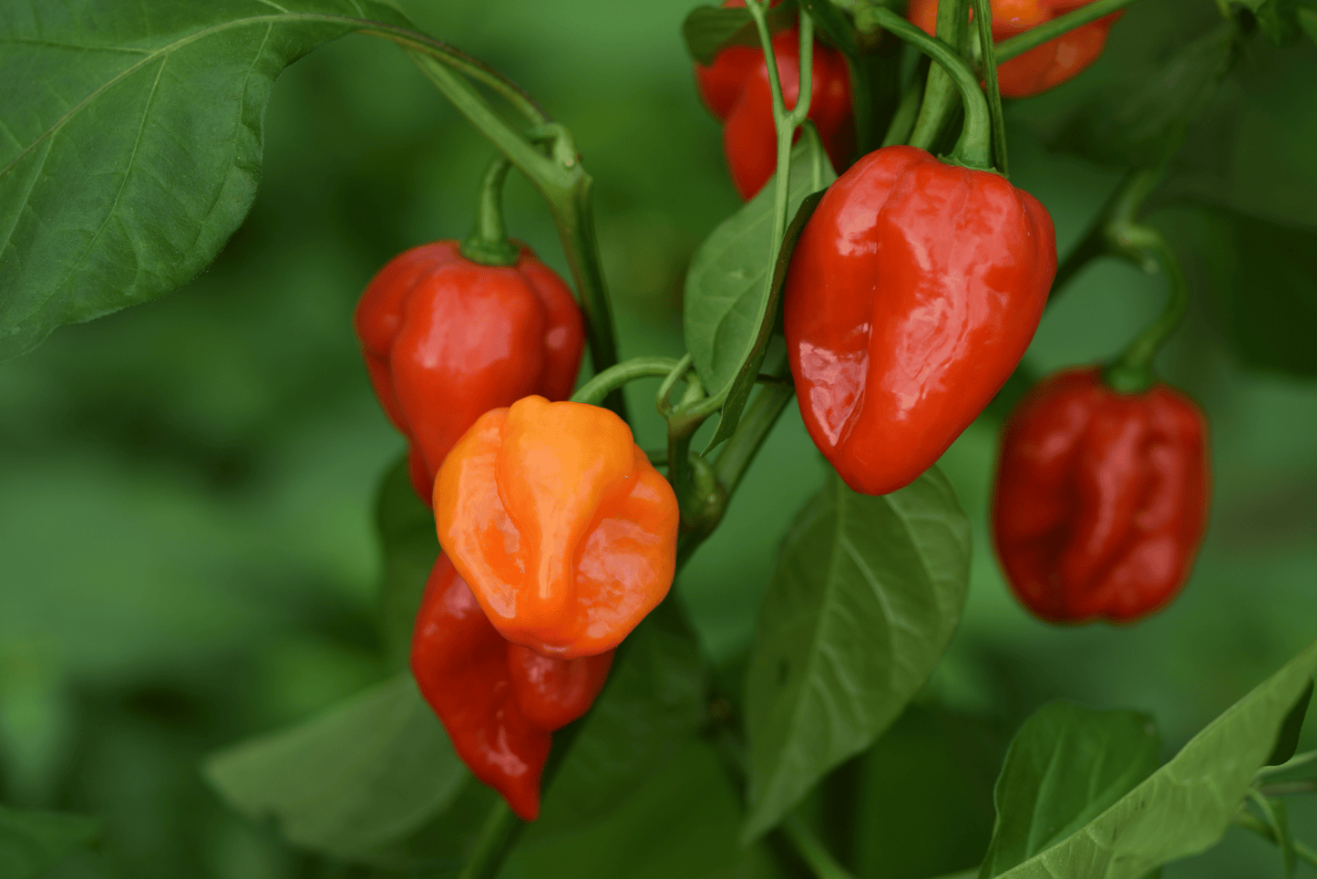 PEPPER 4in