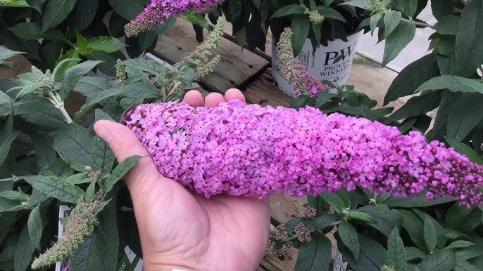 PUGSTER PINKER BUTTERFLY BUSH 3gal