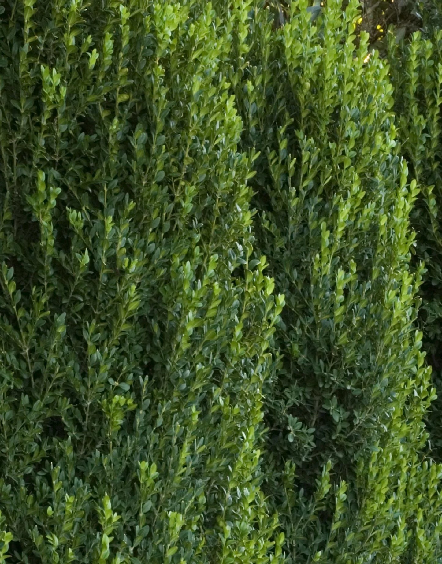 GREEN MOUNTAIN BOXWOOD 1gal