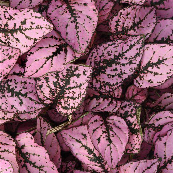SPLASH PINK POLKA DOT PLANT 6in