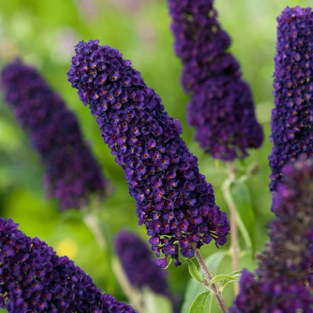 BUZZ MIDNIGHT BUTTERFLY BUSH 3gal