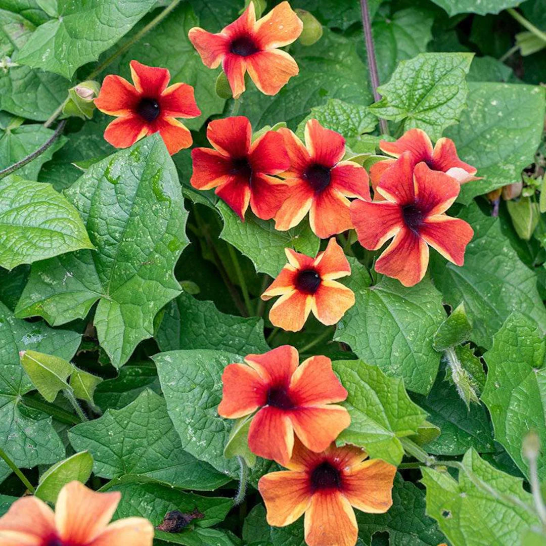 AMBER STRIPES BLACK EYED SUSAN 4in