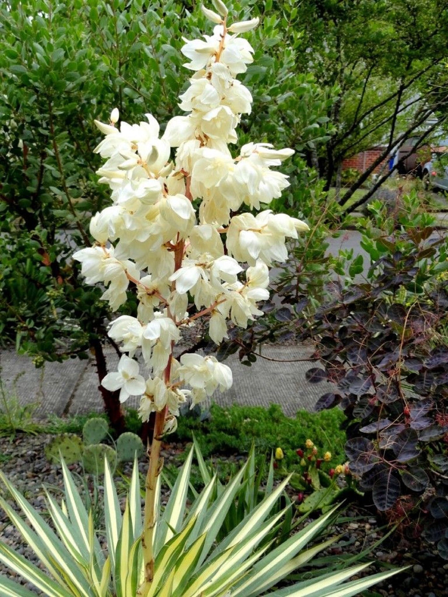 COLOR GUARD YUCCA 1gal