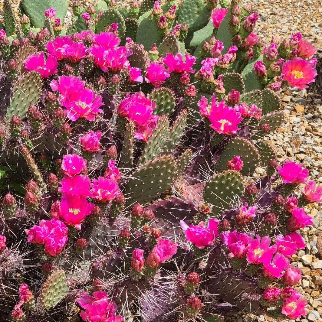 DARK KNIGHT PRICKLY PEAR 5GAL