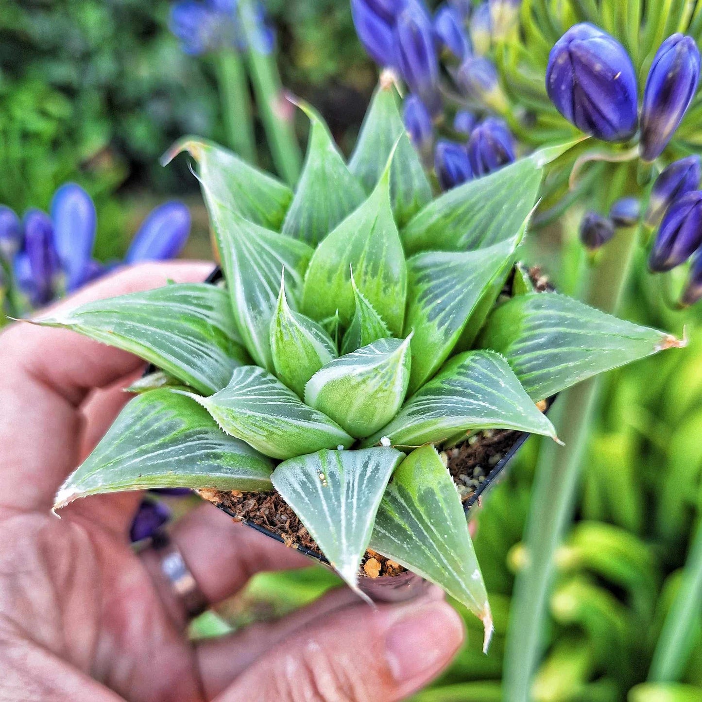 White Ghost Haworthia Retusa