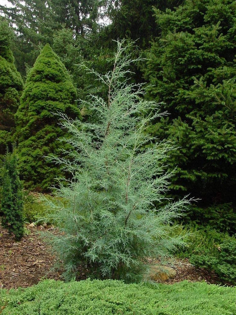 CRYSTAL FROST ARIZONA CYPRESS 10gal