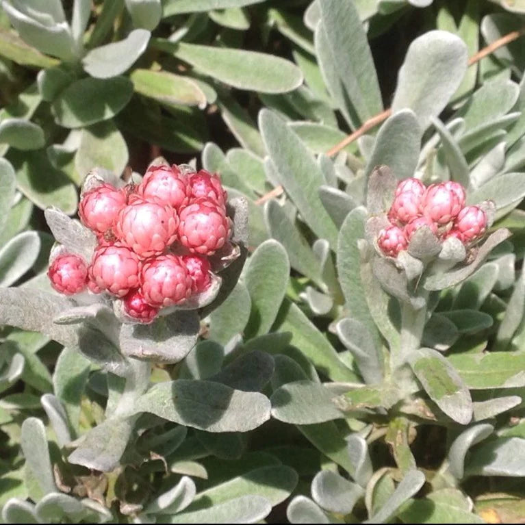 RUBY CLUSTER HELICHRYSUM 1gal
