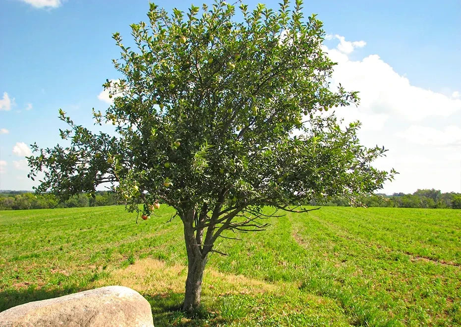 GOLDEN DELICIOUS APPLE SEMI DWARF 5gal