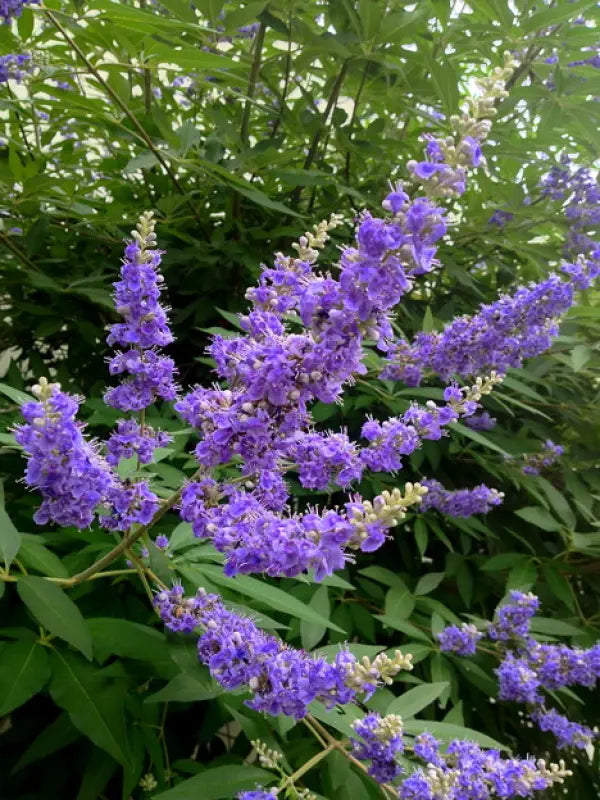 HONEY BEE CHASTE TREE 5gal
