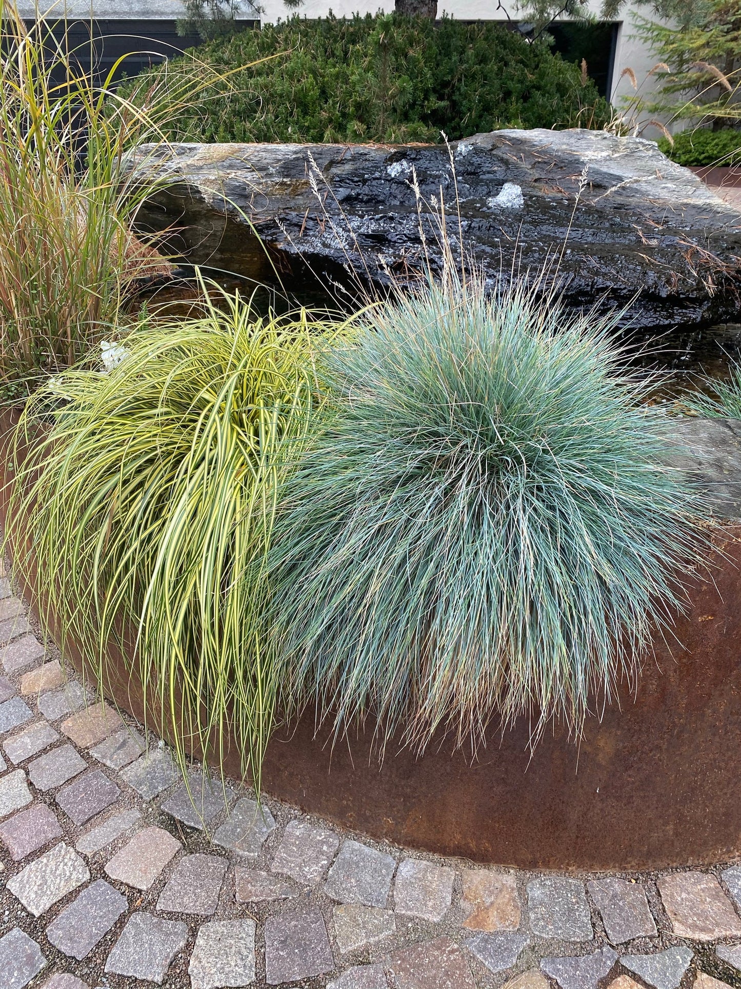 BLUE FESCUE 1 GAL