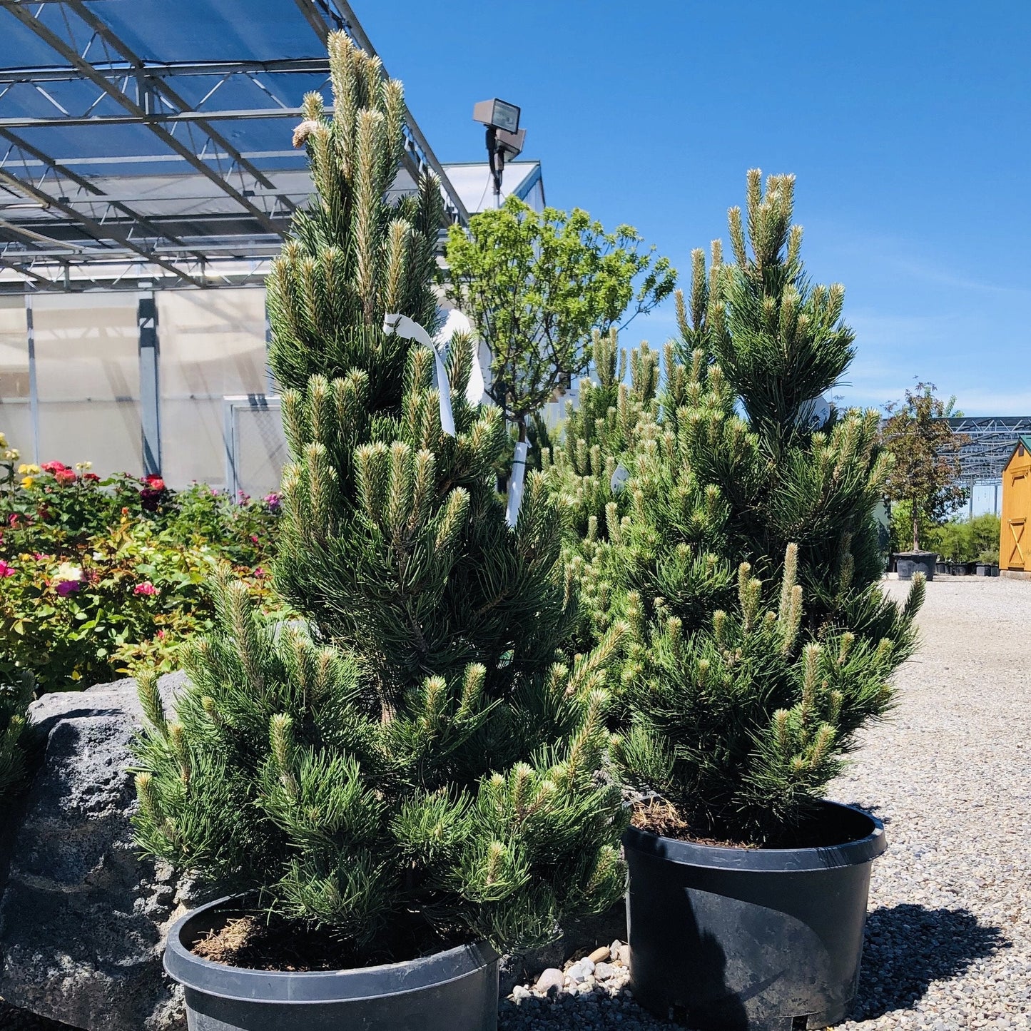 OREGON GREEN PINE TREE 25gal