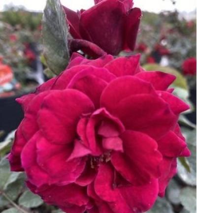 CRIMSON KNIGHT ROSE 2gal