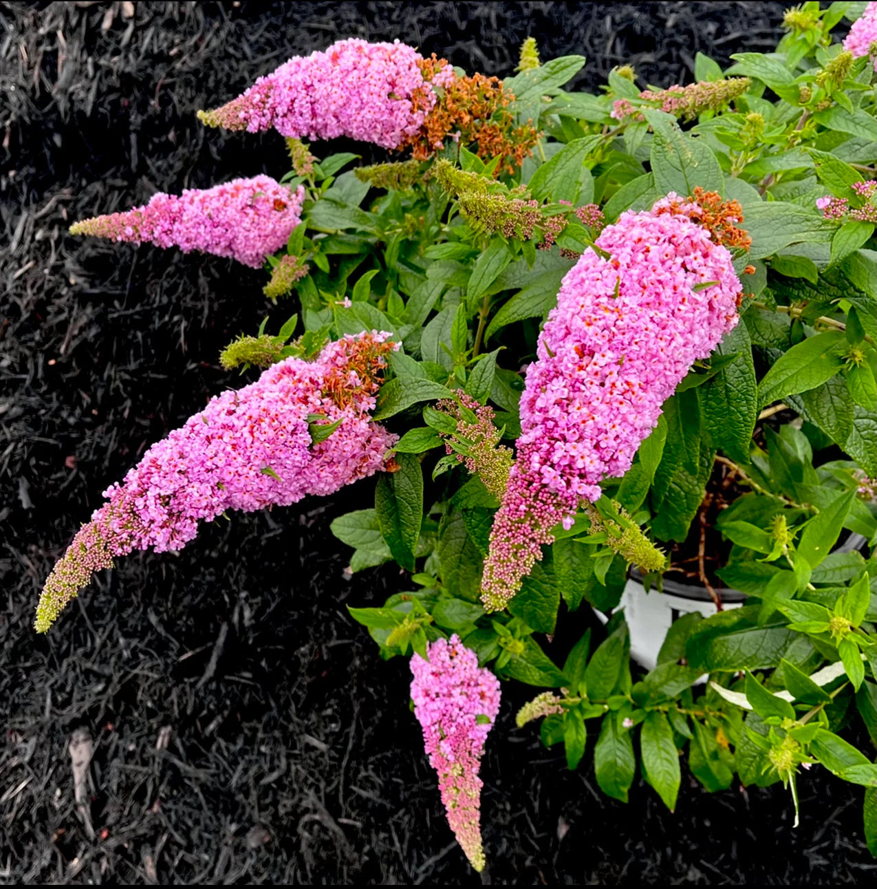 PUGSTER PINKER BUTTERFLY BUSH 3gal