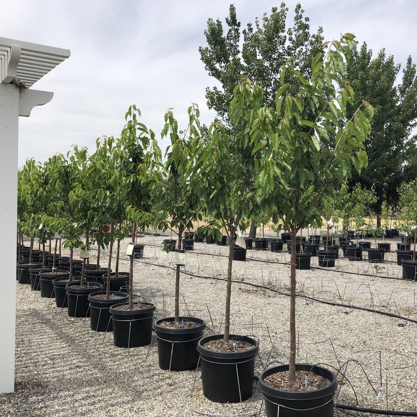 STELLA CHERRY TREE 7gal