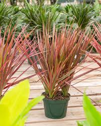 Dracaena marginata colorama