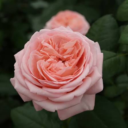 Martha Stewart Rose (ROSA MARTHA STEWART) - 3 gallon