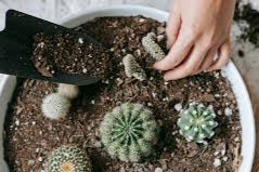 CACTUS MIX POTTING SOIL 1cf