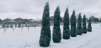 WOODWARD JUNIPER TREE 5gal